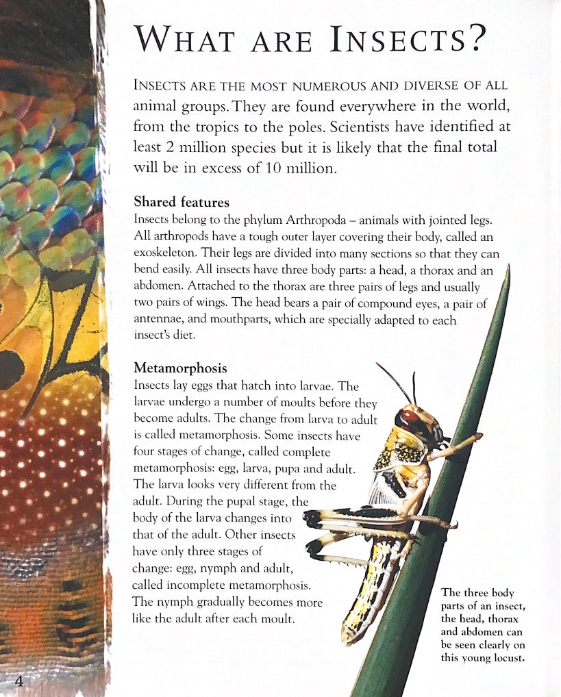 Classifying Animals - Insects – Harmony Children's Books