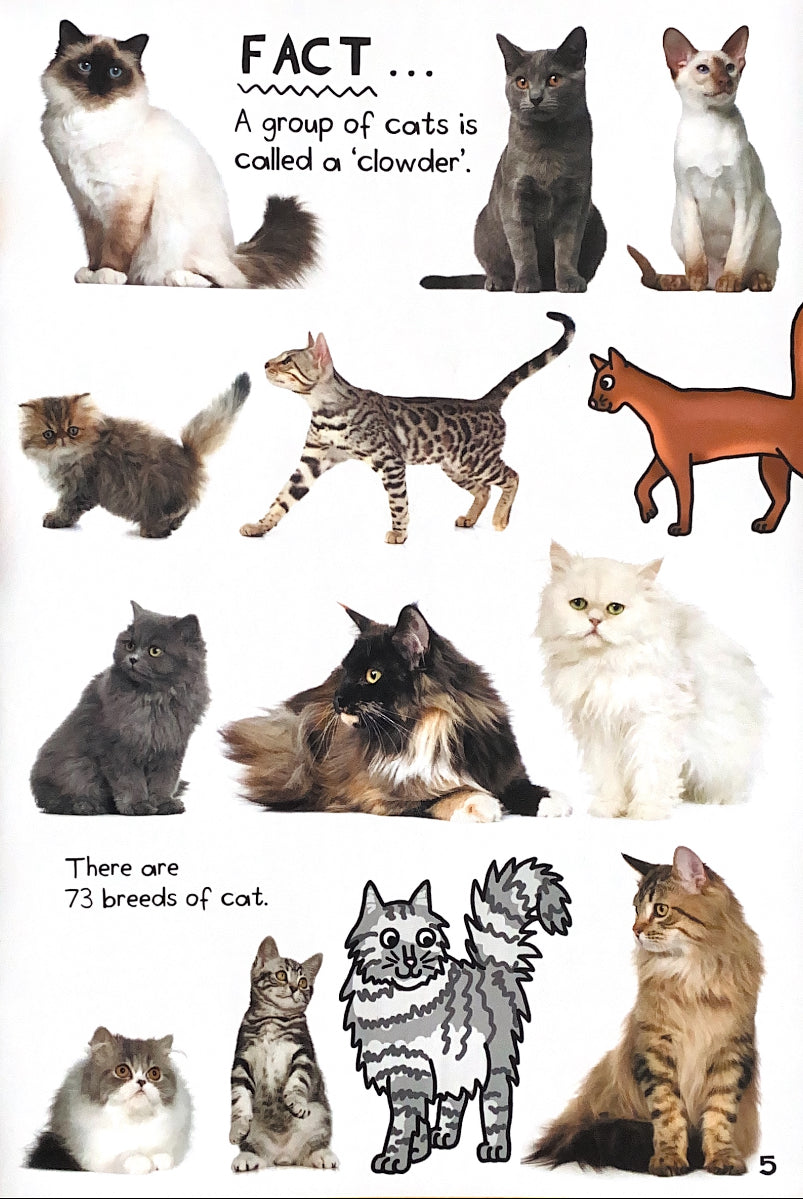 It's All About... Cats and Kittens