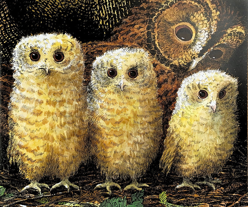 Owl Babies